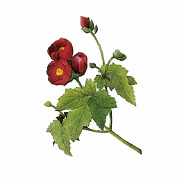 位圖 寫意花卉 植物 花朵 免費(fèi)素材
