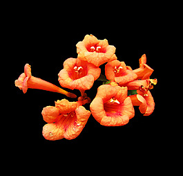 位圖 寫實(shí)花卉 植物 花朵 免費(fèi)素材