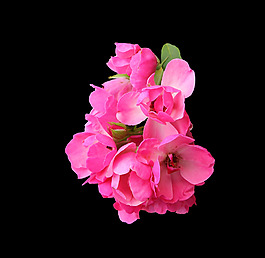 位圖 寫實花卉 植物 花朵 免費(fèi)素材