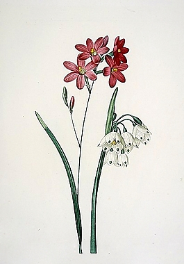 位圖 寫意花卉 植物 花朵 免費素材