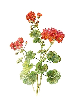 位圖 寫意花卉 植物 花朵 免費(fèi)素材