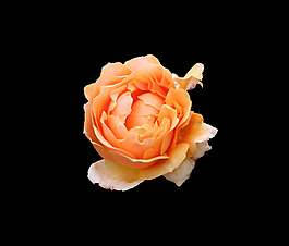 位圖 寫實(shí)花卉 植物 花朵 免費(fèi)素材