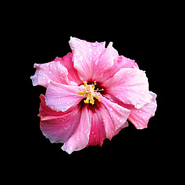 位圖 寫實(shí)花卉 植物 花朵 免費(fèi)素材