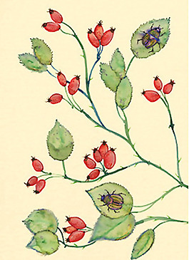 位圖 插畫 植物插畫 植物 免費(fèi)素材