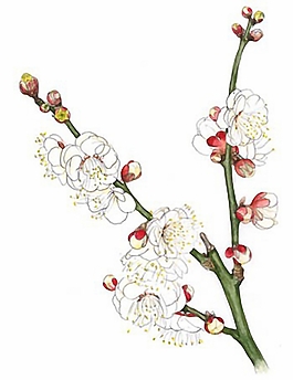 位圖 寫意花卉 植物 花朵 免費素材