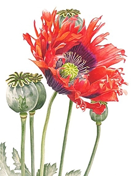 位圖 寫意花卉 植物 花朵 免費素材