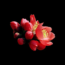 位圖 寫實(shí)花卉 植物 花朵 免費(fèi)素材