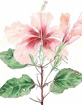 位圖 寫意花卉 植物 花朵 免費(fèi)素材