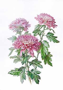 位圖 寫意花卉 植物 花朵 免費(fèi)素材