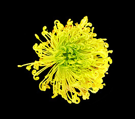 位圖 寫實(shí)花卉 植物 花朵 免費(fèi)素材