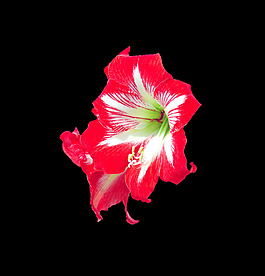 位圖 寫實花卉 植物 花朵 免費(fèi)素材