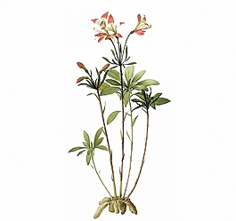 位圖 寫意花卉 植物 花朵 免費素材