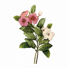 位圖 寫意花卉 植物 花朵 免費素材