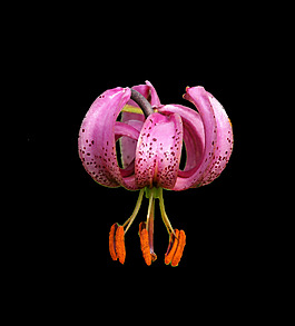 位圖 寫實(shí)花卉 植物 花朵 免費(fèi)素材