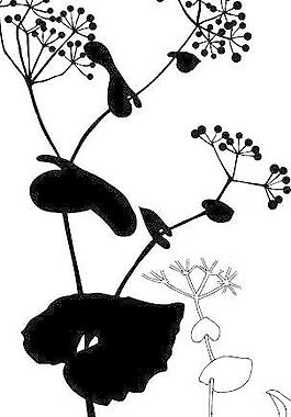 韓國精美花草圖案矢量圖009