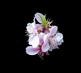 位圖 寫實(shí)花卉 植物 花朵 免費(fèi)素材