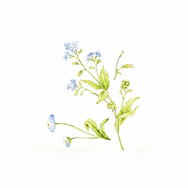 位圖 寫(xiě)意花卉 植物 花朵 免費(fèi)素材