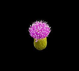 位圖 寫實花卉 植物 花朵 免費(fèi)素材