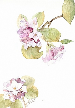 位圖 寫意花卉 植物 花朵 免費素材