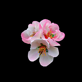 位圖 寫實(shí)花卉 植物 花朵 免費(fèi)素材