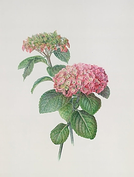 位圖 寫意花卉 植物 花朵 免費(fèi)素材