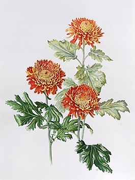 位圖 寫意花卉 植物 花朵 免費(fèi)素材