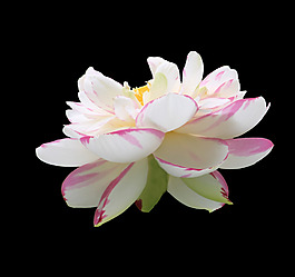 位圖 植物 花朵 荷花 寫實(shí)花卉 免費(fèi)素材