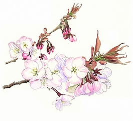 位圖 寫意花卉 植物 花朵 免費素材