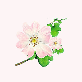 位圖 psd 花朵 免費素材