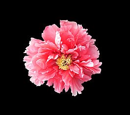 位圖 植物 花朵 寫實(shí)花卉 高清 免費(fèi)素材