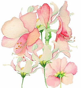 位圖 寫意花卉 植物 花朵 免費素材