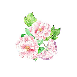 位圖 psd 花朵 免費素材