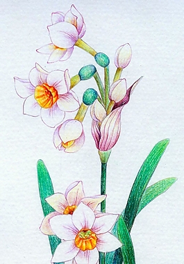 位圖 寫意花卉 植物 花朵 免費(fèi)素材