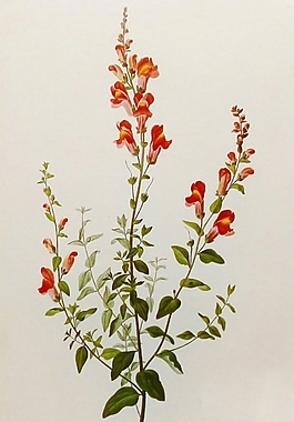 位圖 植物圖案 寫意花卉 花朵 超高清 免費素材