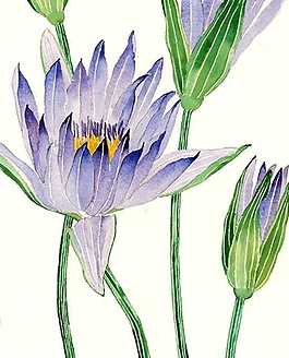 位圖 寫意花卉 植物 花朵 免費素材
