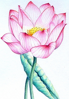 位圖 寫意花卉 植物 花朵 免費素材