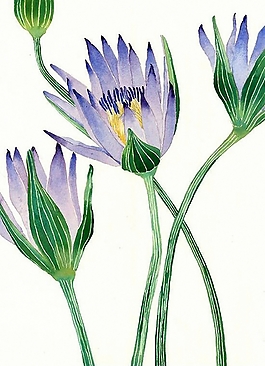 位圖 寫意花卉 植物 花朵 免費素材