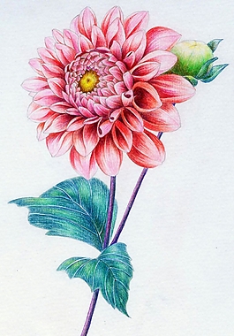 位圖 寫意花卉 植物 花朵 免費(fèi)素材