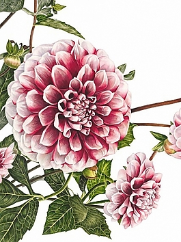 位圖 寫意花卉 植物 花朵 免費(fèi)素材