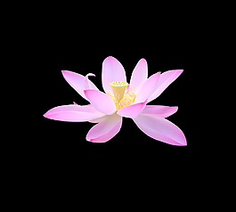 位圖 植物 花朵 荷花 寫實(shí)花卉 免費(fèi)素材