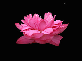 位圖 植物 花朵 牡丹 寫(xiě)實(shí)花卉 免費(fèi)素材