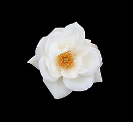 位圖 寫實(shí)花卉 植物 花朵 免費(fèi)素材