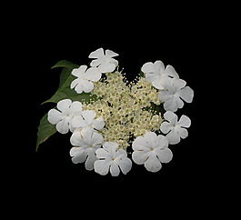 位圖 寫實花卉 植物 花朵 免費(fèi)素材