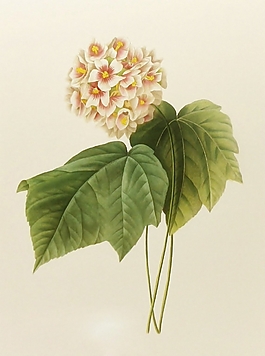 位圖 植物圖案 寫意花卉 花朵 超高清 免費(fèi)素材