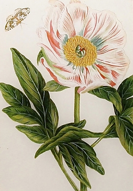位圖 植物圖案 寫意花卉 花朵 超高清 免費(fèi)素材