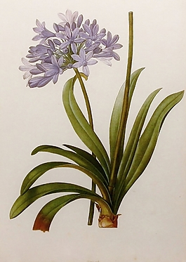 位圖 植物圖案 寫意花卉 花朵 超高清 免費素材