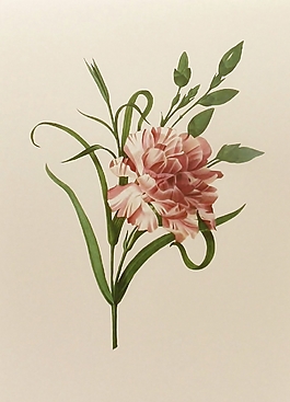 位圖 植物圖案 寫意花卉 花朵 牡丹 免費(fèi)素材