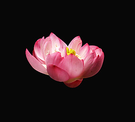 位圖 植物 花朵 荷花 寫實(shí)花卉 免費(fèi)素材