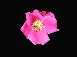 位圖 植物 花朵 寫實(shí)花卉 高清 免費(fèi)素材