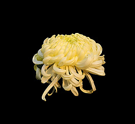 位圖 寫實(shí)花卉 植物 花朵 免費(fèi)素材